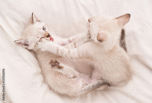 love and friendship. cute white kitten, british longhair. idea of tenderness and childhood. Lovely white kitten playing with each other. Cute little kittens relax on white blanket. Small cat