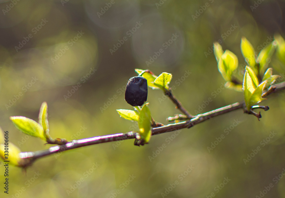 Obraz premium green leaves of tree in spring