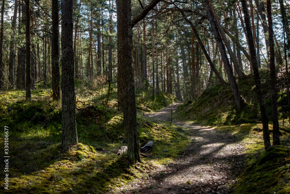 forest trail forest trail