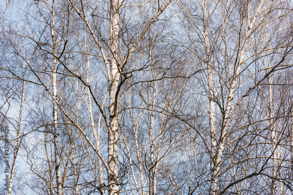 Birch trees branches on the sky background.