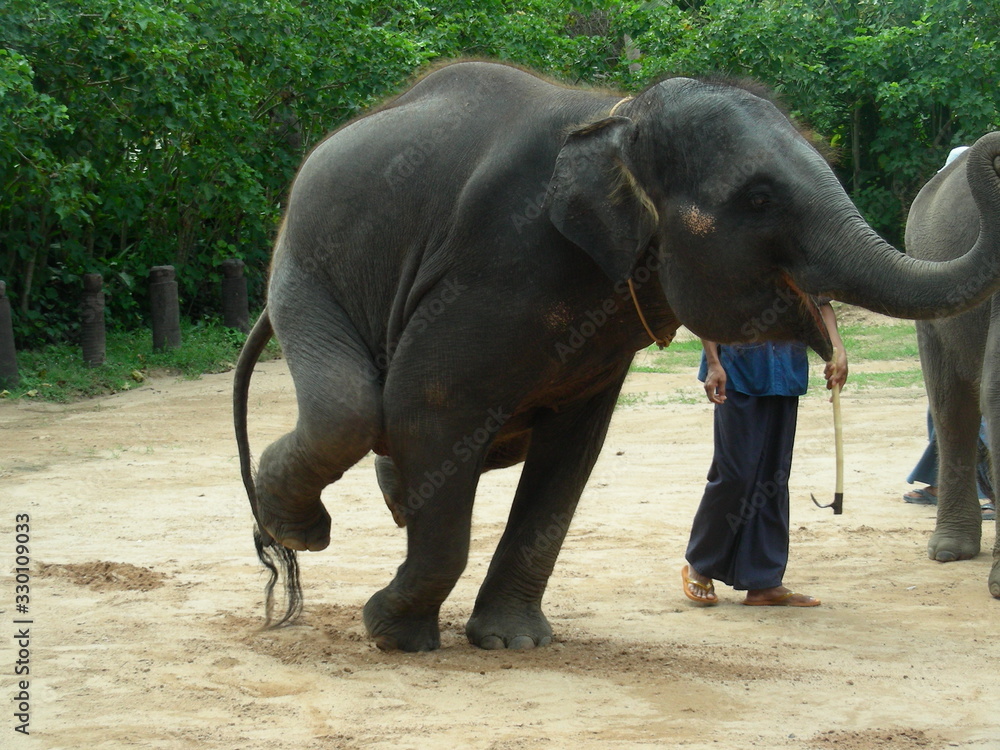 Elephant Standing on Two Fore Legs