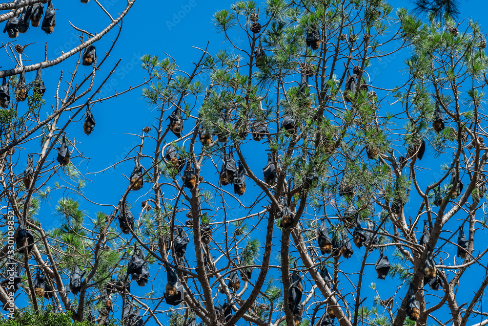 Countless flying foxes (fruit bats) hanging upside down in a tree ...