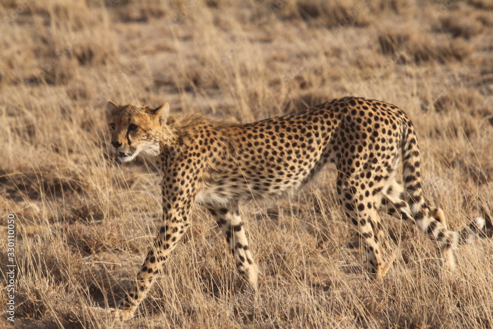 Hunting Cheetah walking left Near View Hunting Cheetah walking left Near View