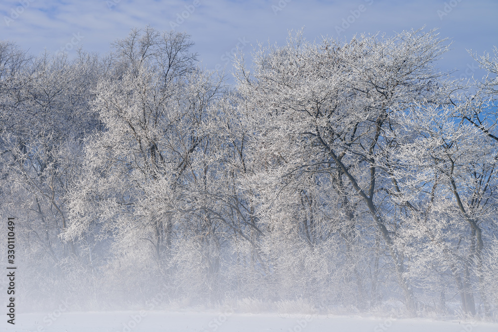 Hoarfrost encases a forest of bare trees in fog on a frigid winter morning, Michigan, USA 