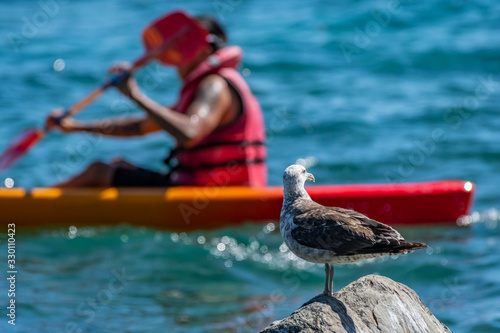 Immature gull (presumably, Larus dominicanus) is observing a human enjoying kayaking at Wakatipu Lake