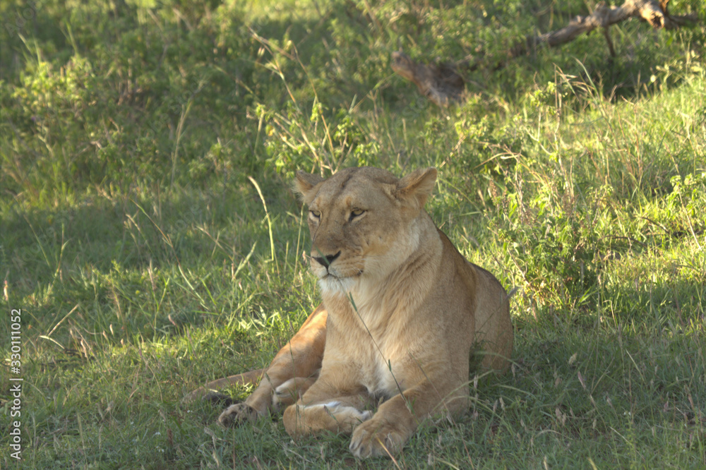 Obraz premium Lioness Resting Under Tree Shade