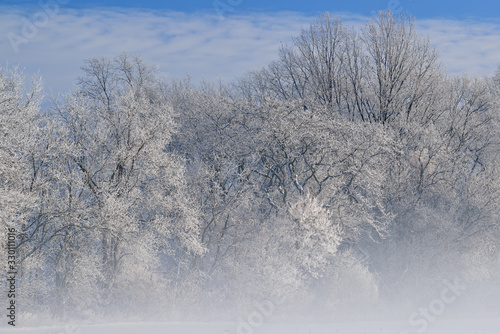 Hoarfrost encases a forest of bare trees in fog on a frigid winter morning, Michigan, USA 