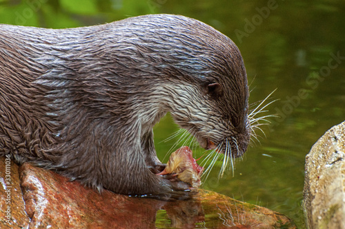 An otter eats its prey