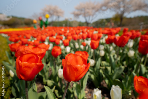 field of tulips