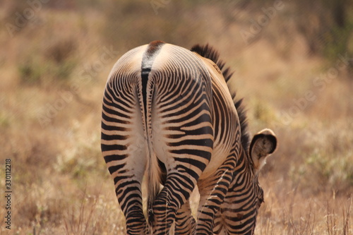 Standing and Grazing Zebra Back Pose
