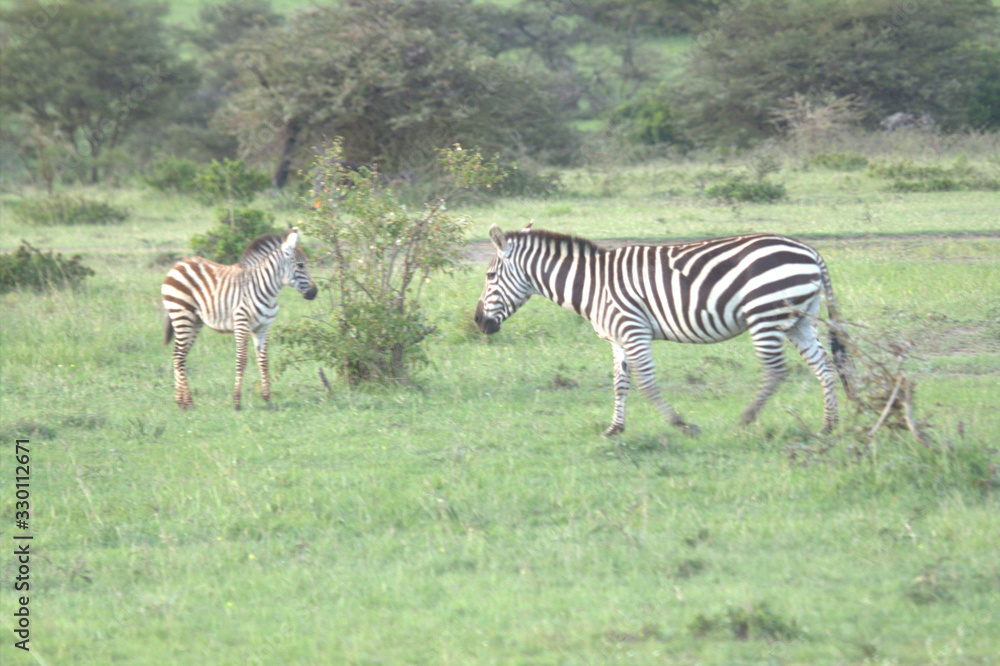 Obraz premium Two Cute Zebras in African Savannah