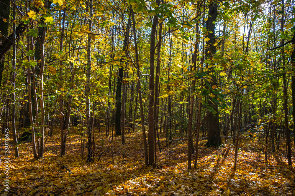 Obraz premium Autumn landscape of a mixed European wood with thicket of deciduous and coniferous trees in Las Kabacki Forest in Mazovia region near Warsaw, Poland