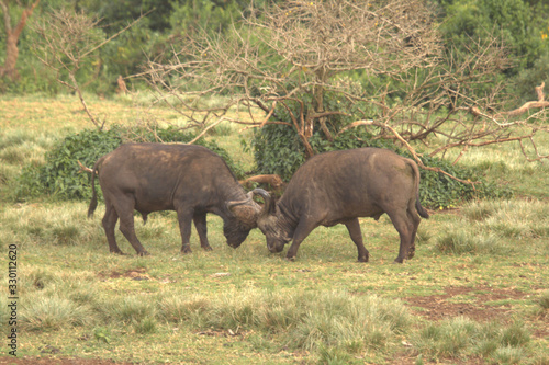 Two Bisons ready to fight