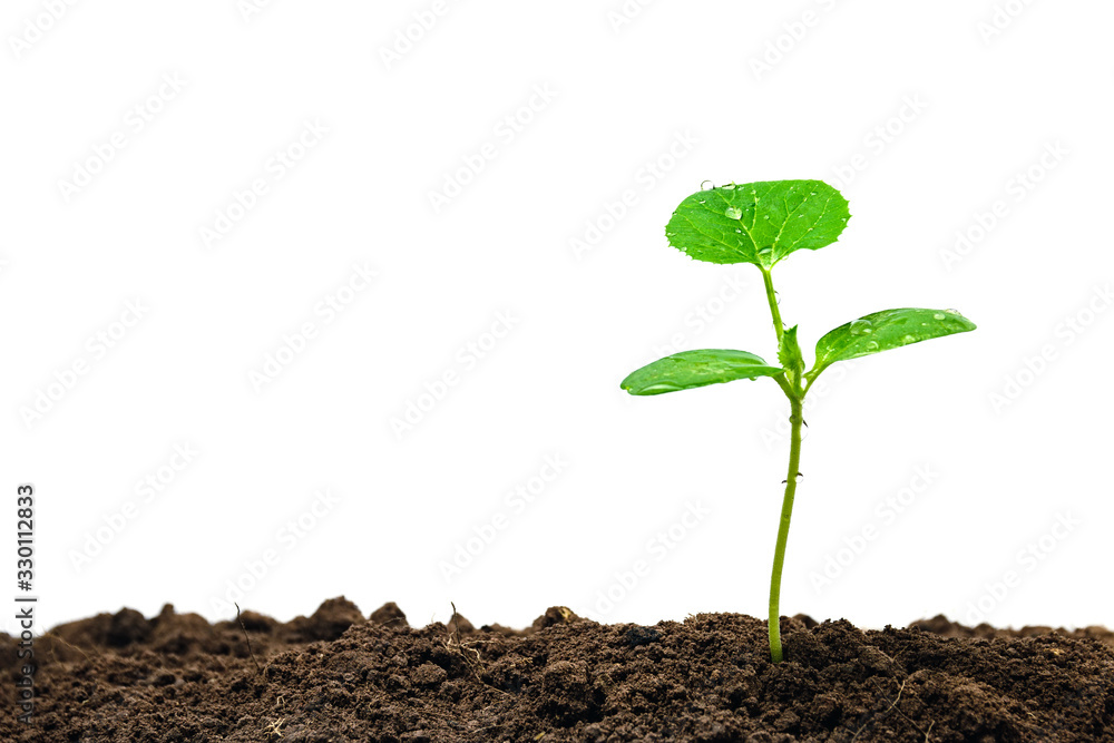 Small trees are growing on the ground incomplete isolated on white background. Small trees are growing on the ground incomplete isolated on white background.