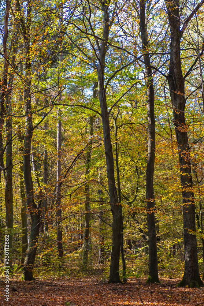 Autumn landscape of a mixed European wood with thicket of deciduous and coniferous trees in Las Kabacki Forest in Mazovia region near Warsaw, Poland Autumn landscape of a mixed European wood with thicket of deciduous and coniferous trees in Las Kabacki Forest in Mazovia region near Warsaw, Poland