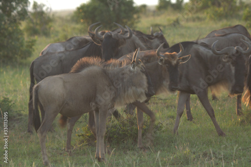 Wildebeest Family in African Grassland