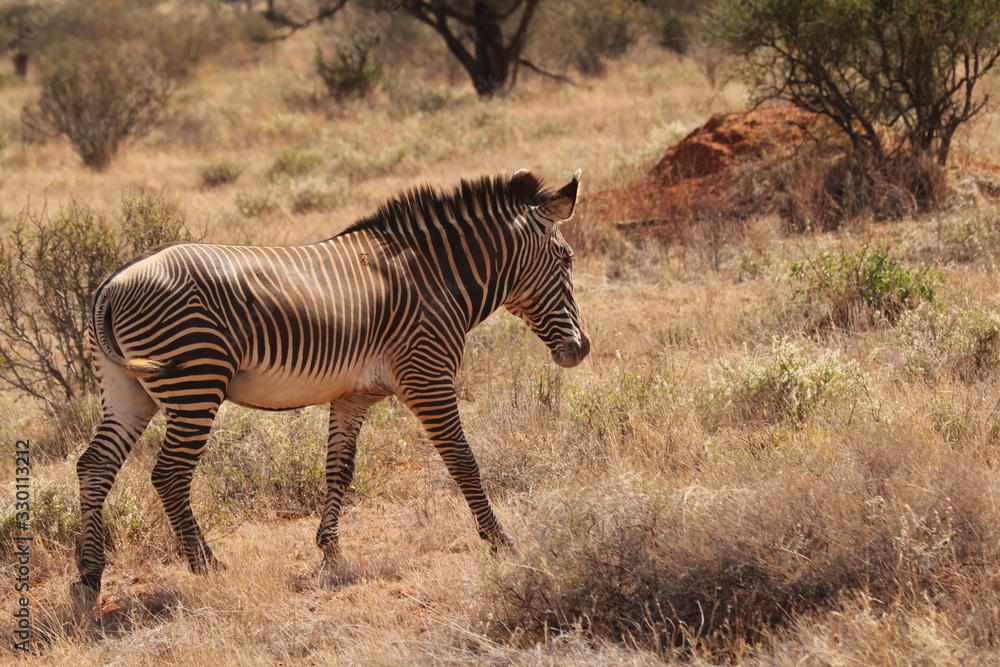 Zebra Standing in Sun on Dry Grassland Zebra Standing in Sun on Dry Grassland