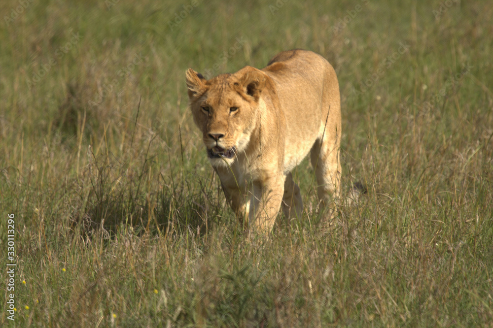 African Lioness Walking Front View African Lioness Walking Front View