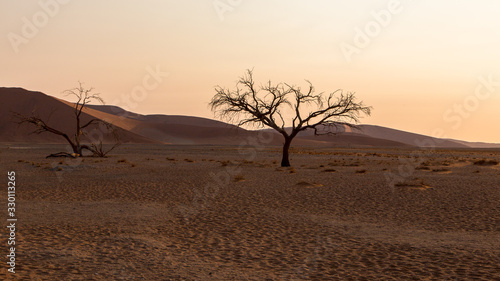 sunset with a lonely tree in the Namib Desert  Namibia