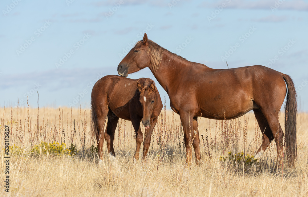 Wild Horses in Fall in the Utah Desert