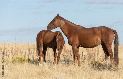 Wild Horses in Fall in the Utah Desert