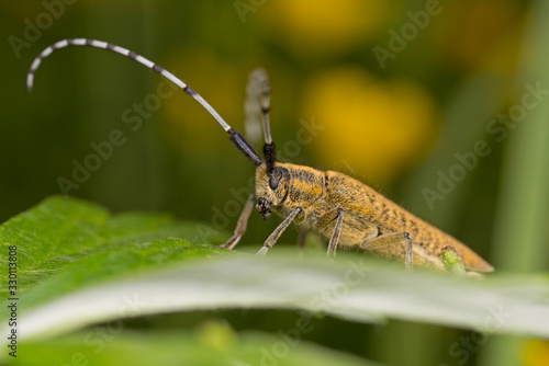 A stunning Golden-bloomed Grey Longhorn beetle (Agapanthia villosoviridescens) perched on a plant.
