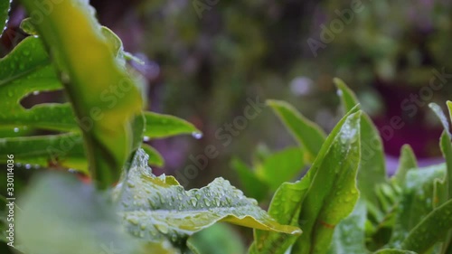 Water droplets beaded on vivid green leaves in the Bolivian rainforest