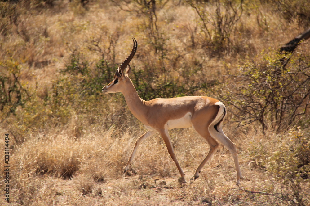 Fototapeta premium Deer with Antlers Walking on Dry Grass