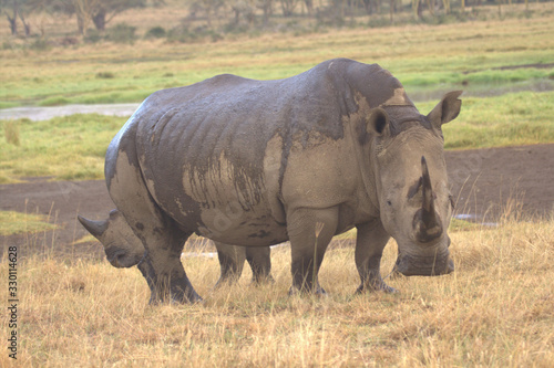 Double Horned Rhinoceros giving Birth
