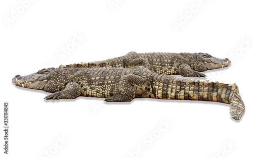 Large crocodile isolated on white background. Clipping path.