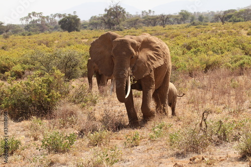 Elephant Family Walking on Dry Grass
