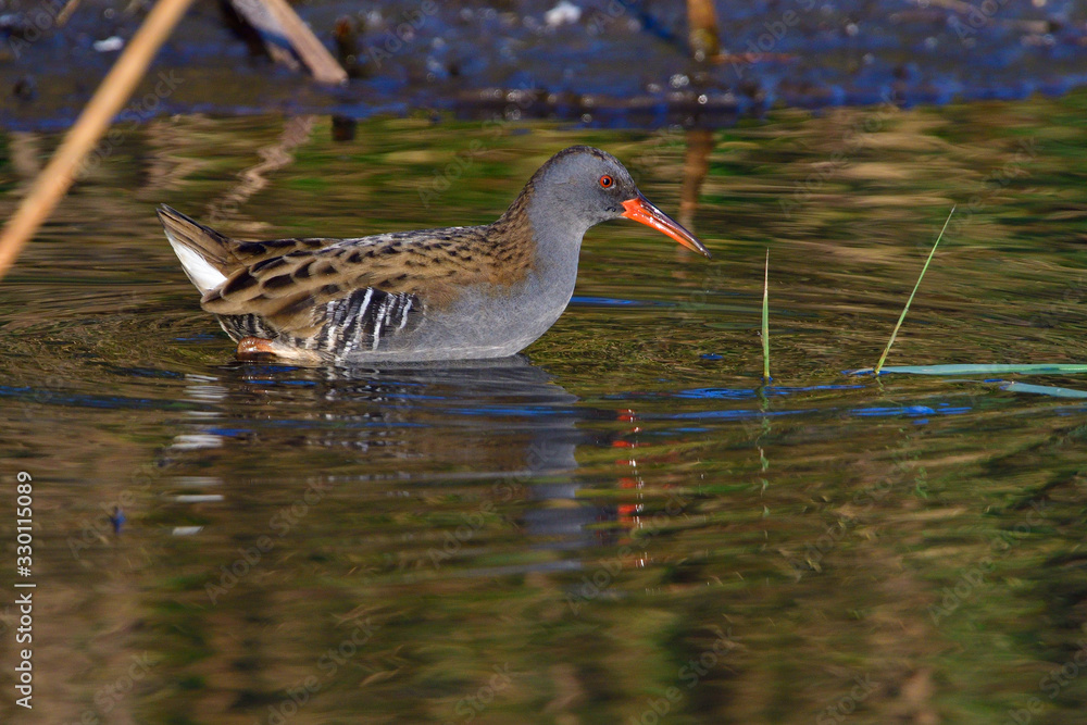 Wasserralle am Morgen im Herbst bei der Jagd Wasserralle am Morgen im Herbst bei der Jagd