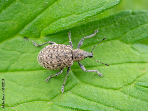 Otiorhynchus ligustici, known generally as the alfalfa snout beetle or lovage weevil, is a species of broad-nosed weevil in the family Curculionidae. © ihorhvozdetskiy