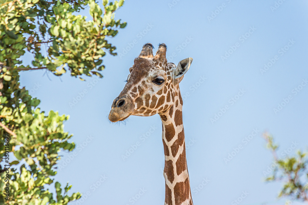 Obraz premium Giraffe head on a long neck near a tree against the sky