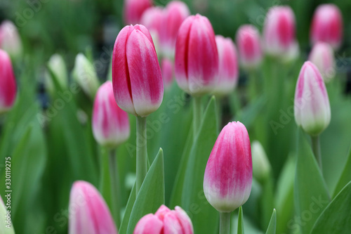 Pink tulips on field