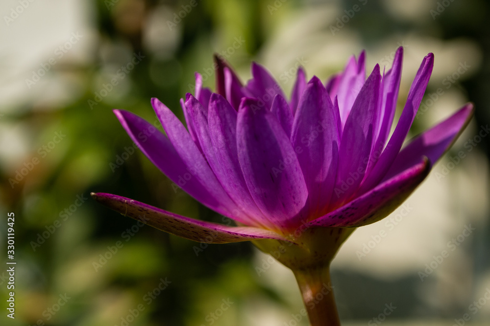 Purple Beautiful Lotus Flower Blooming Side View Colse Up Purple Beautiful Lotus Flower Blooming Side View Colse Up