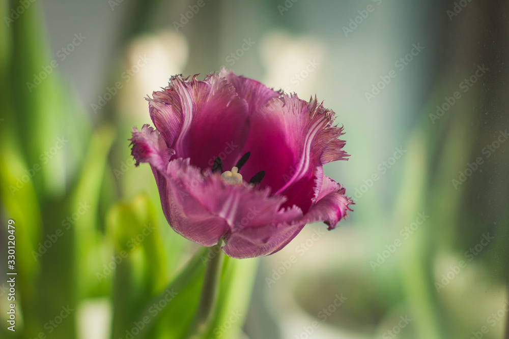 Naklejka premium purple Tulip with fluffy leaves