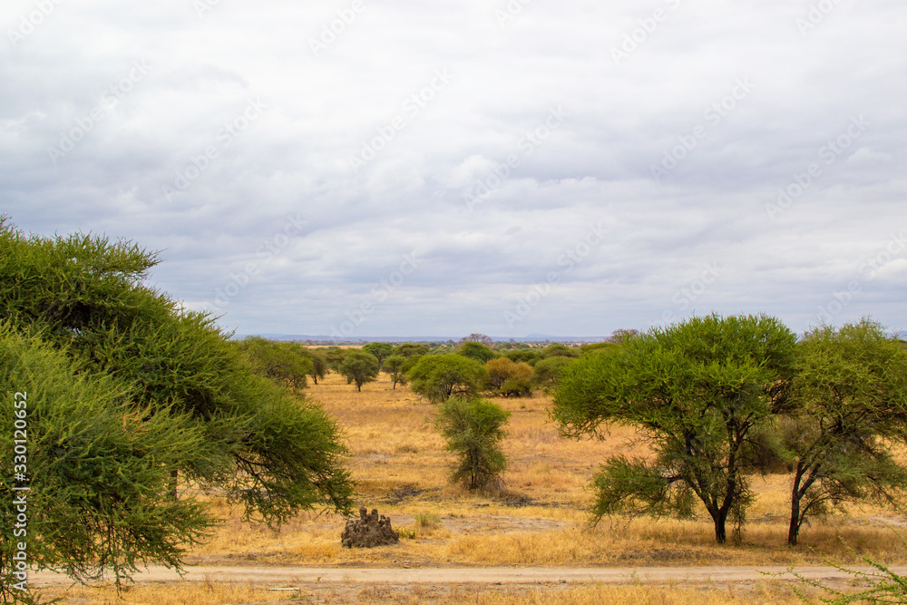 Landscape of the savanna in Tarangire National Park, in Tanzania, with yellow grass and green acacias