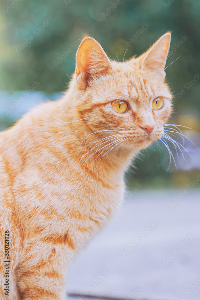 Naklejka premium A little orange cat in the sun, full of spring