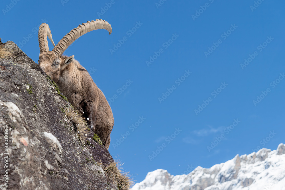The king of the Alps (Capra ibex)