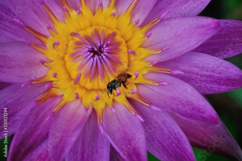  Close       up    bee on pink    lotus flower    at    ubon ratchathani thailand on    green 