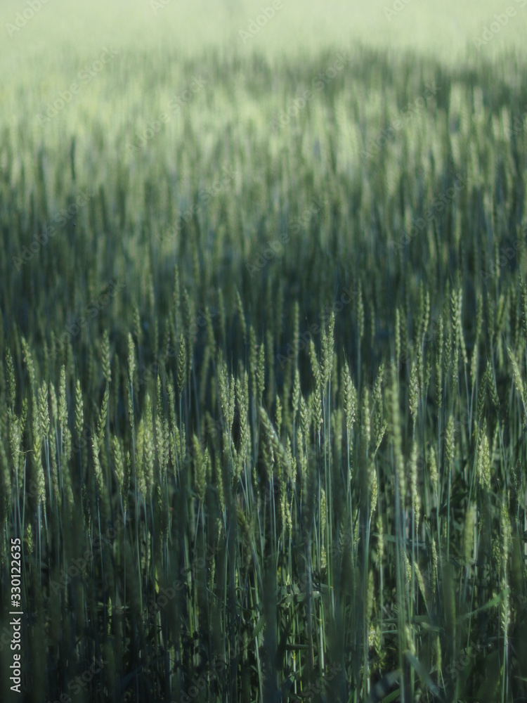 Crop Crop