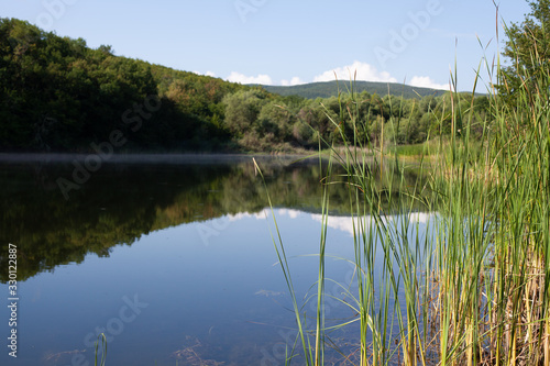 Summer landscape with reed and still lake