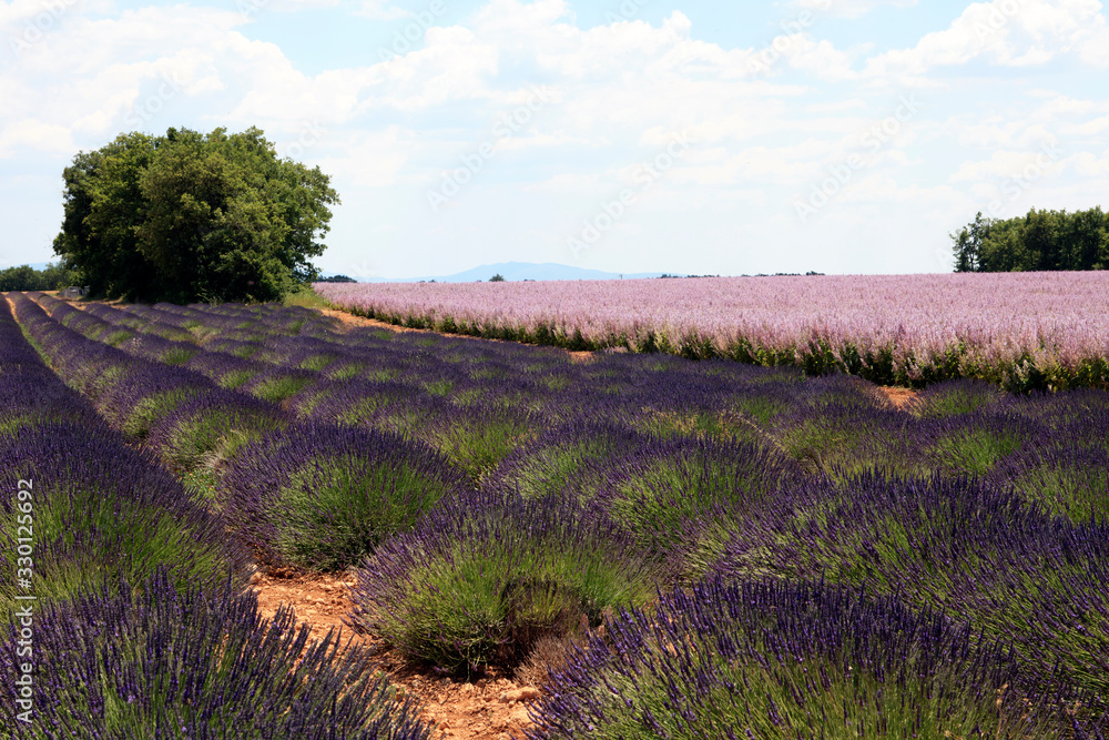 Fototapeta premium Valensole, Provence / France - May 23, 2016: A Lavender field view in Valensole, France, Provence-Alpes-Cote d'Azur, Alpes-de-Haute-Provence, Valensole
