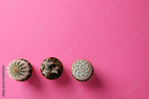 Cacti on pink background, top view and space for text