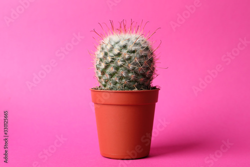 Cactus on pink background, space for text. Houseplant