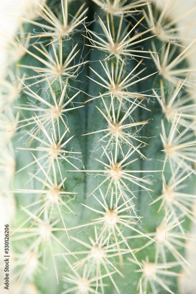 Cactus on white background, macro. House plant Cactus on white background, macro. House plant