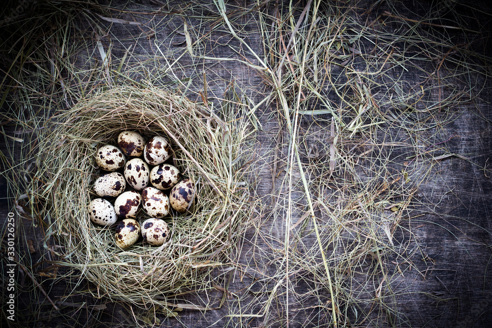 A dozen quail eggs in a straw nest for Easter, rustic style, wooden table, top view, copy space right side A dozen quail eggs in a straw nest for Easter, rustic style, wooden table, top view, copy space right side