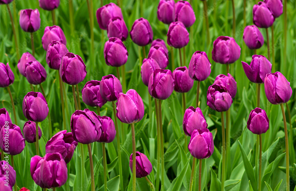Fototapeta premium field of flowers purple tulips. floral background