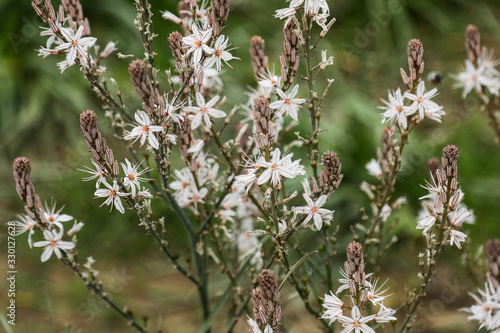 spring flowers close up in the nature